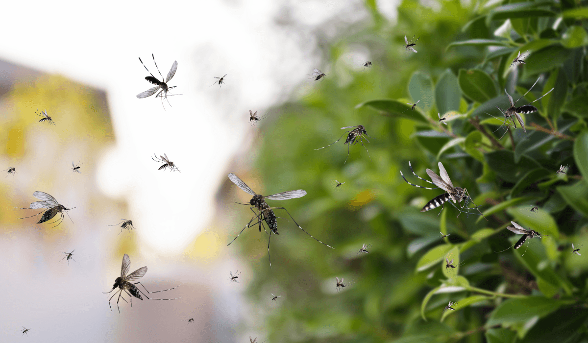 discover-livingstone-zambia-a-travelers-paradise-of-adventure-and-natural-beauty-3